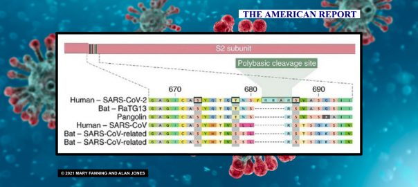 SARS-COV - POLYBASIC CLEAVAGE SITE - THE AMERICAN REPORT